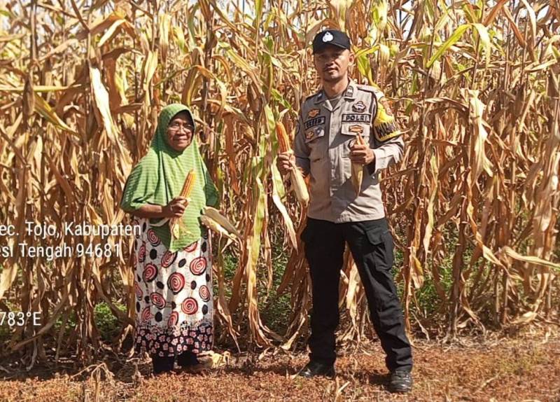 Polsek Tojo Pantau Panen Jagung di Desa Uekuli, Dukung Program Ketahanan Pangan Nasional